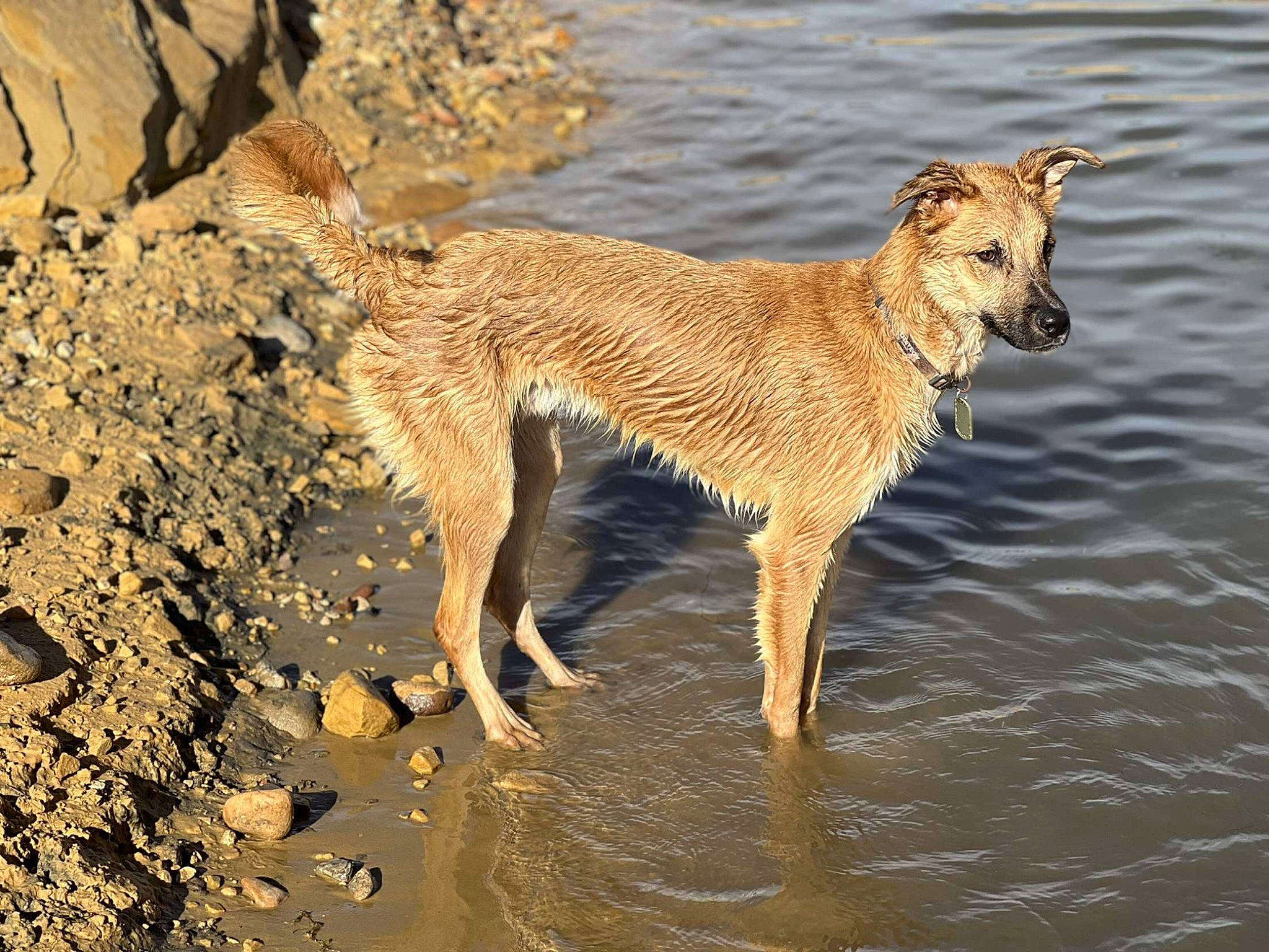 Riot joined the competition — help win amazing prizes! beach, canidae, carnivore, collar, companion_dog, dog, dog_breed, fawn, gun_dog, hunting_dog, lake, sand, soil, sporting_group, street_dog, tail, terrestrial_animal, water, working_animal, working_dog