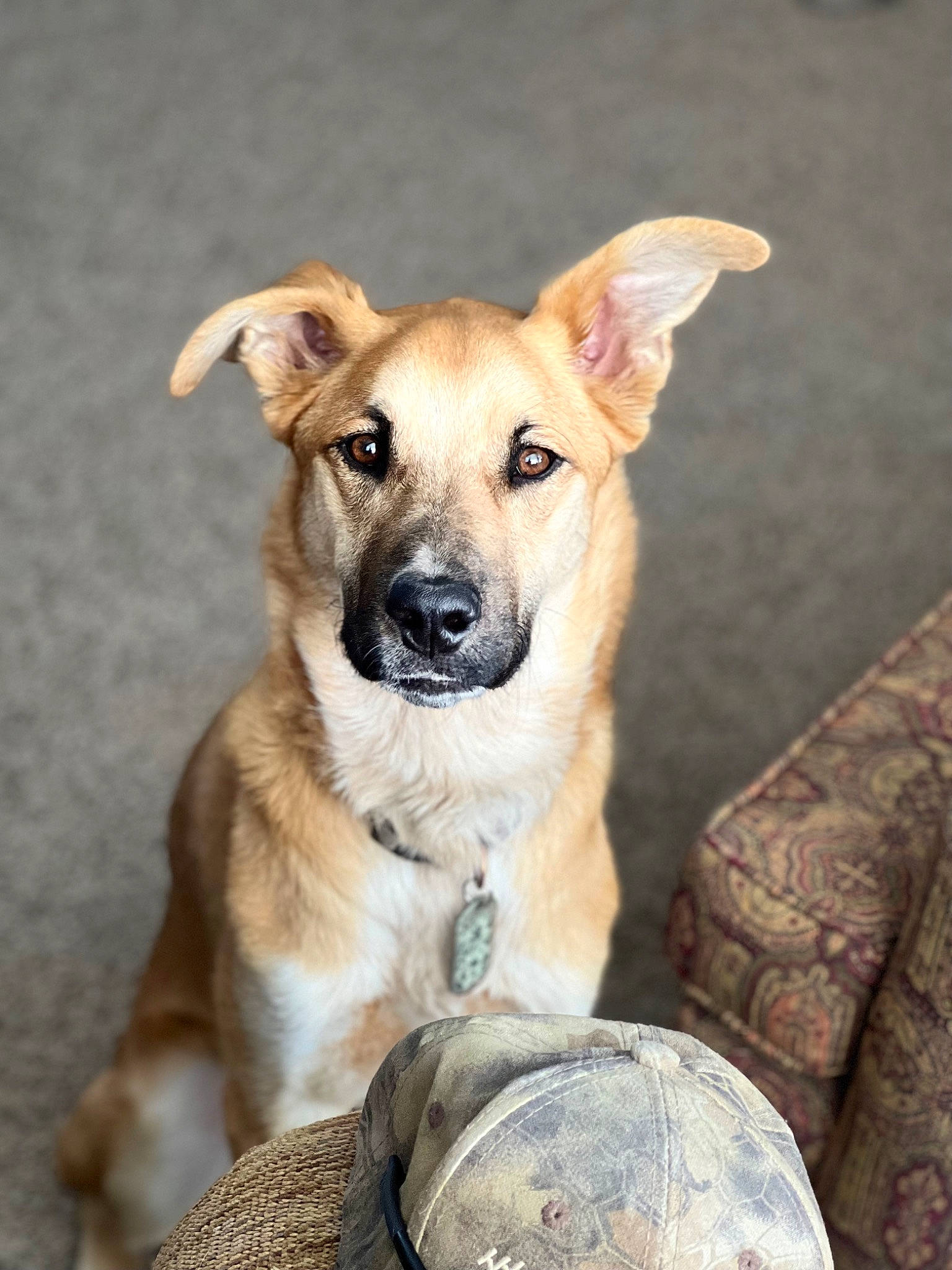 Riot joined the competition — help win amazing prizes! ancient_dog_breeds, canidae, carnivore, collar, companion_dog, dog, dog_breed, dog_collar, dog_supply, fawn, fur, plant, sporting_group, street_dog, tail, tree, whiskers, wood, working_dog