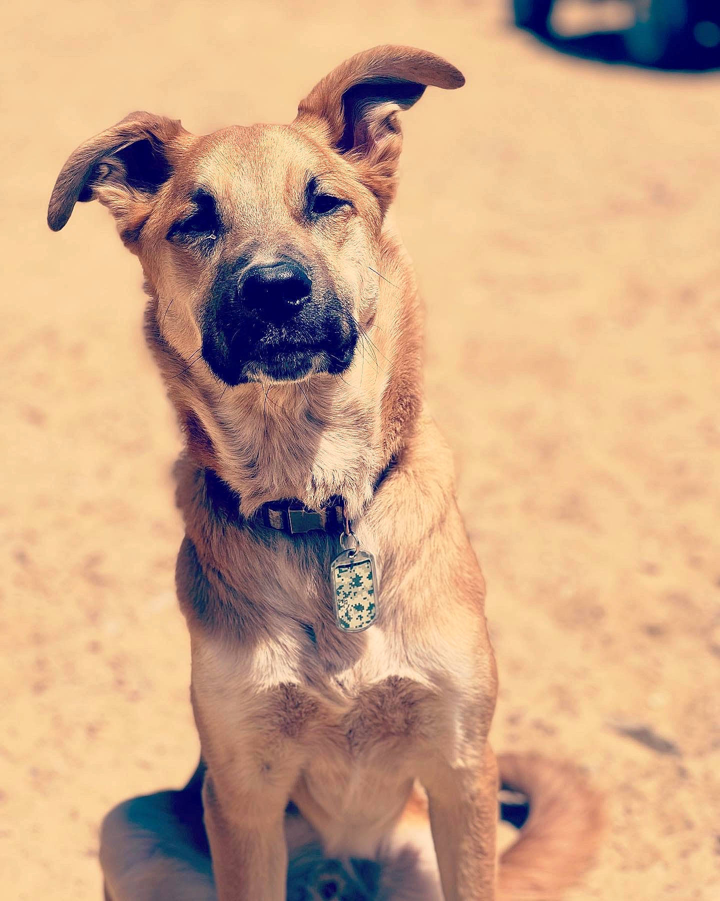 Riot joined the competition — help win amazing prizes! blue, canidae, carnivore, collar, companion_dog, dog, dog_breed, dog_collar, dog_supply, electric_blue, fawn, happy, landscape, leash, pet_supply, snout, sporting_group, terrestrial_animal, whiskers, working_animal