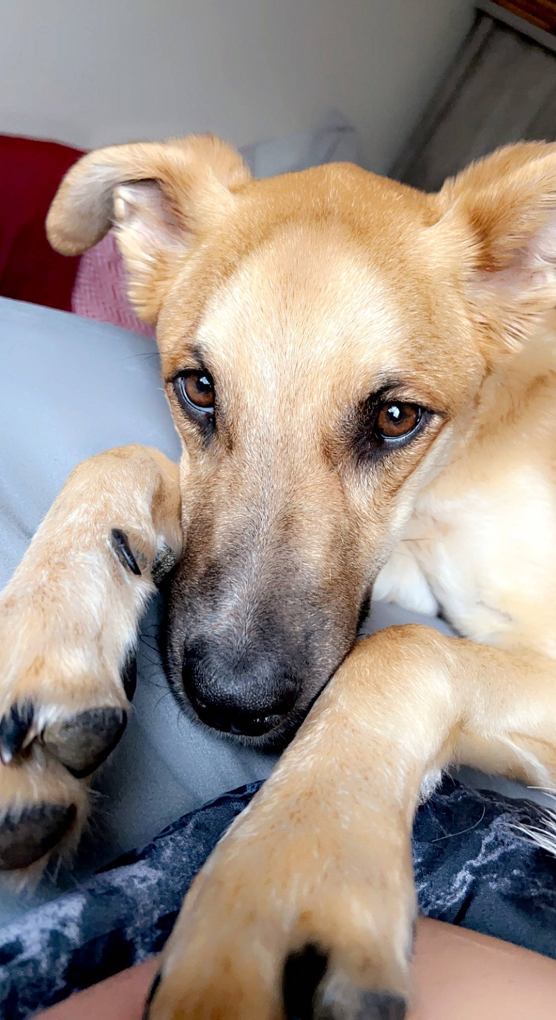 Riot is registered to the contest to win money with this photo: bored, canidae, carnivore, companion_dog, dog, dog_breed, dog_supply, fawn, fur, paw, pet_supply, snout, sporting_group, terrestrial_animal, whiskers