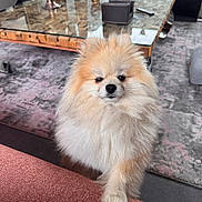Timon a rejoint le concours — aidez-le/la à gagner de superbes lots ! animal, carpet, cozy, curious, cute, decor, dog, fluffy, fur, furniture, glass_table, home, indoor, living_room, paw, pet, pomeranian, resting, small_dog, sofa