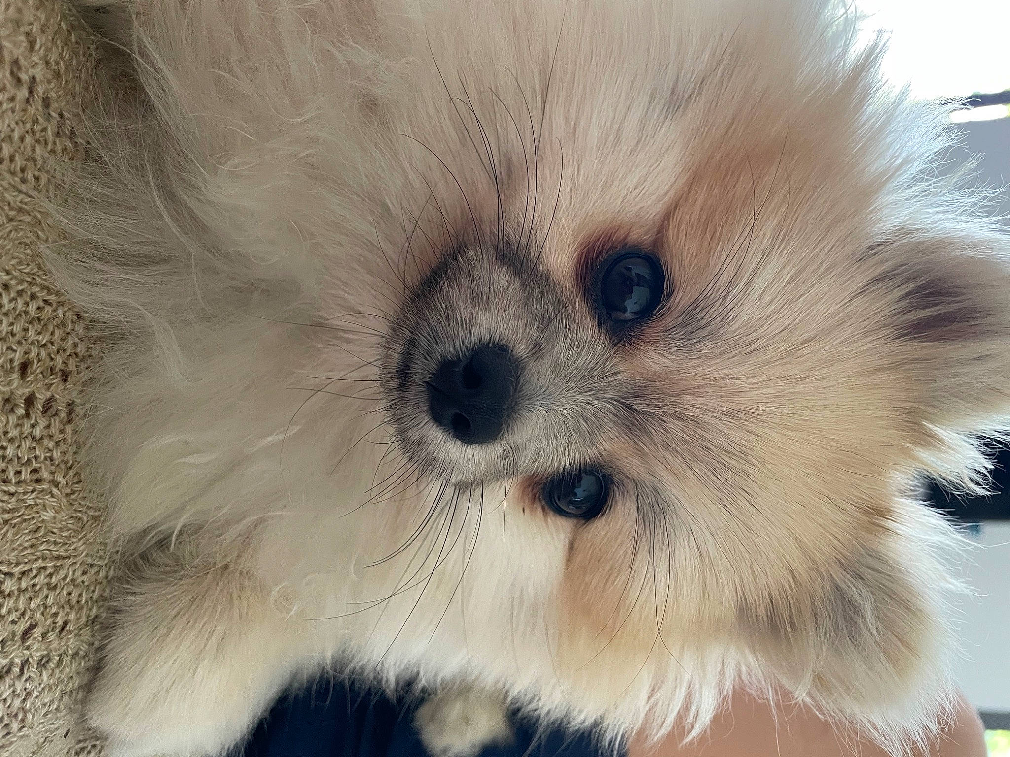 Timon a rejoint le concours — aidez-le/la à gagner de superbes lots ! ancient_dog_breeds, canidae, carnivore, companion_dog, dog, dog_breed, fawn, fur, german_spitz, non_sporting_group, puppy, snout, spitz, sporting_group, terrestrial_animal, toy_dog, volpino_italiano, whiskers, working_animal