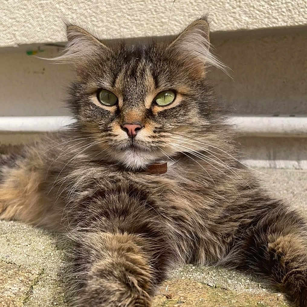 Mistigris a rejoint le concours — aidez-le/la à gagner de superbes lots ! animal, cat, closeup, ears, feline, fluffy, fur, green_eyes, outdoor, paw, pet, portrait, relaxed, resting, stone_surface, stretching, sunlight, tabby, texture, whiskers