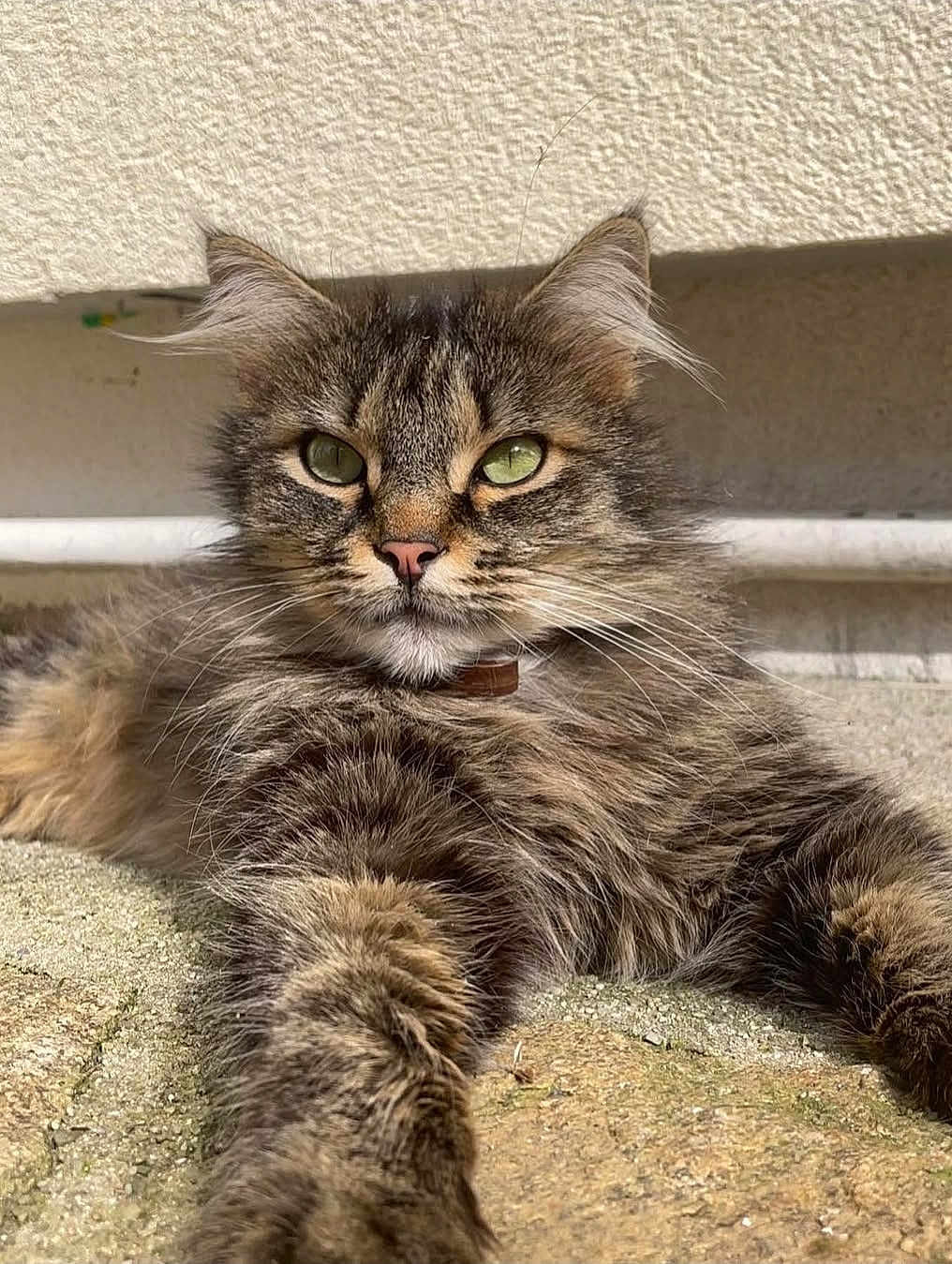 Mistigris a rejoint le concours — aidez-le/la à gagner de superbes lots ! cat, tabby, fluffy, green_eyes, paw, stretching, outdoor, sunlight, stone_surface, relaxed, feline, fur, whiskers, ears, closeup, animal, pet, portrait, resting, texture