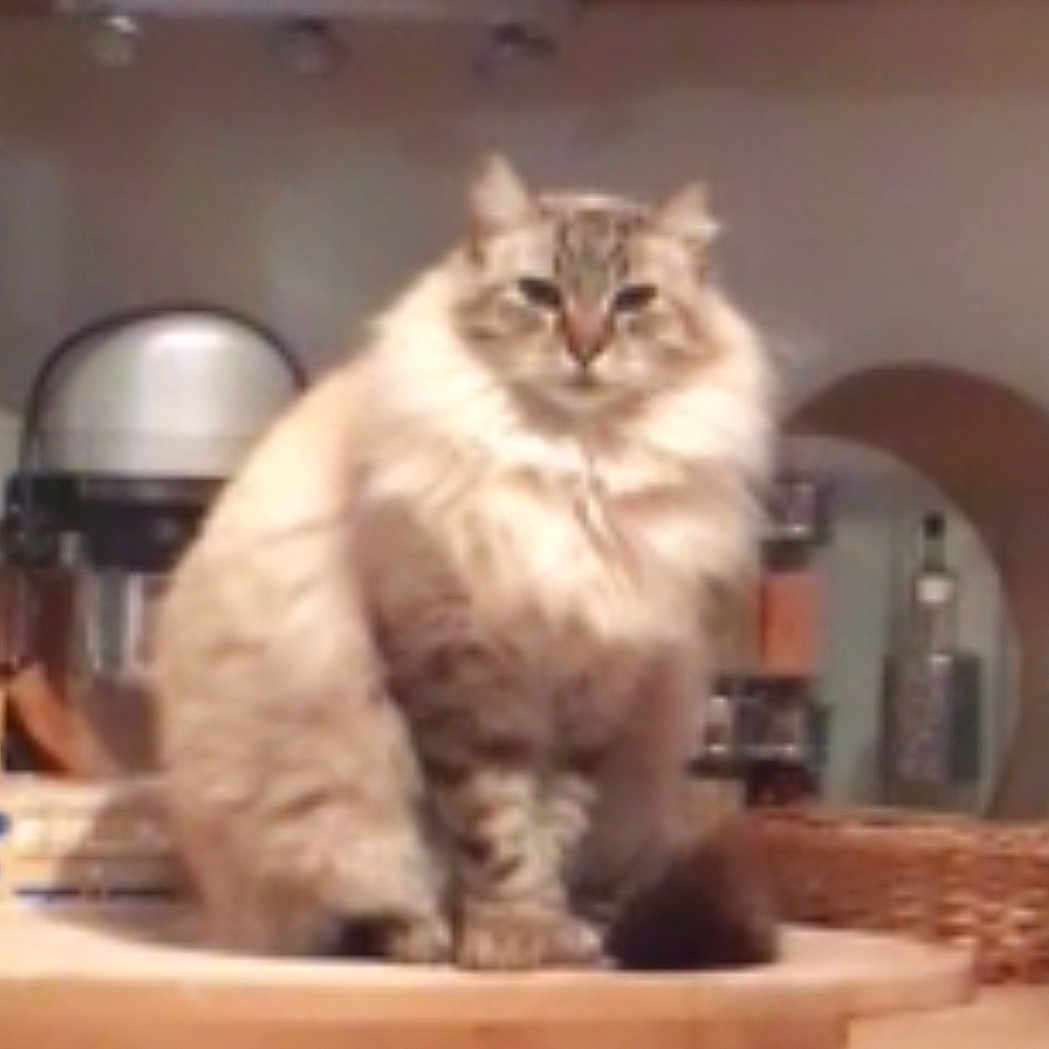 Kif a rejoint le concours — aidez-le/la à gagner de superbes lots ! animal, appliance, basket, beige, brown, cat, cozy, domestic, ears, face, fluffy, fur, furniture, home, indoor, kitchen, pet, sitting, table, whiskers