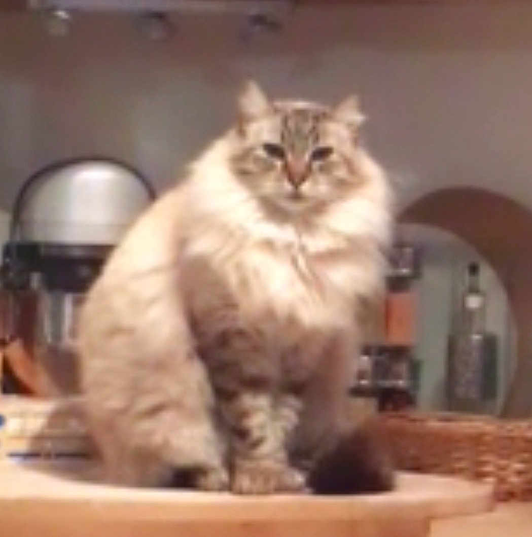Kif a rejoint le concours — aidez-le/la à gagner de superbes lots ! animal, appliance, basket, beige, brown, cat, cozy, domestic, ears, face, fluffy, fur, furniture, home, indoor, kitchen, pet, sitting, table, whiskers