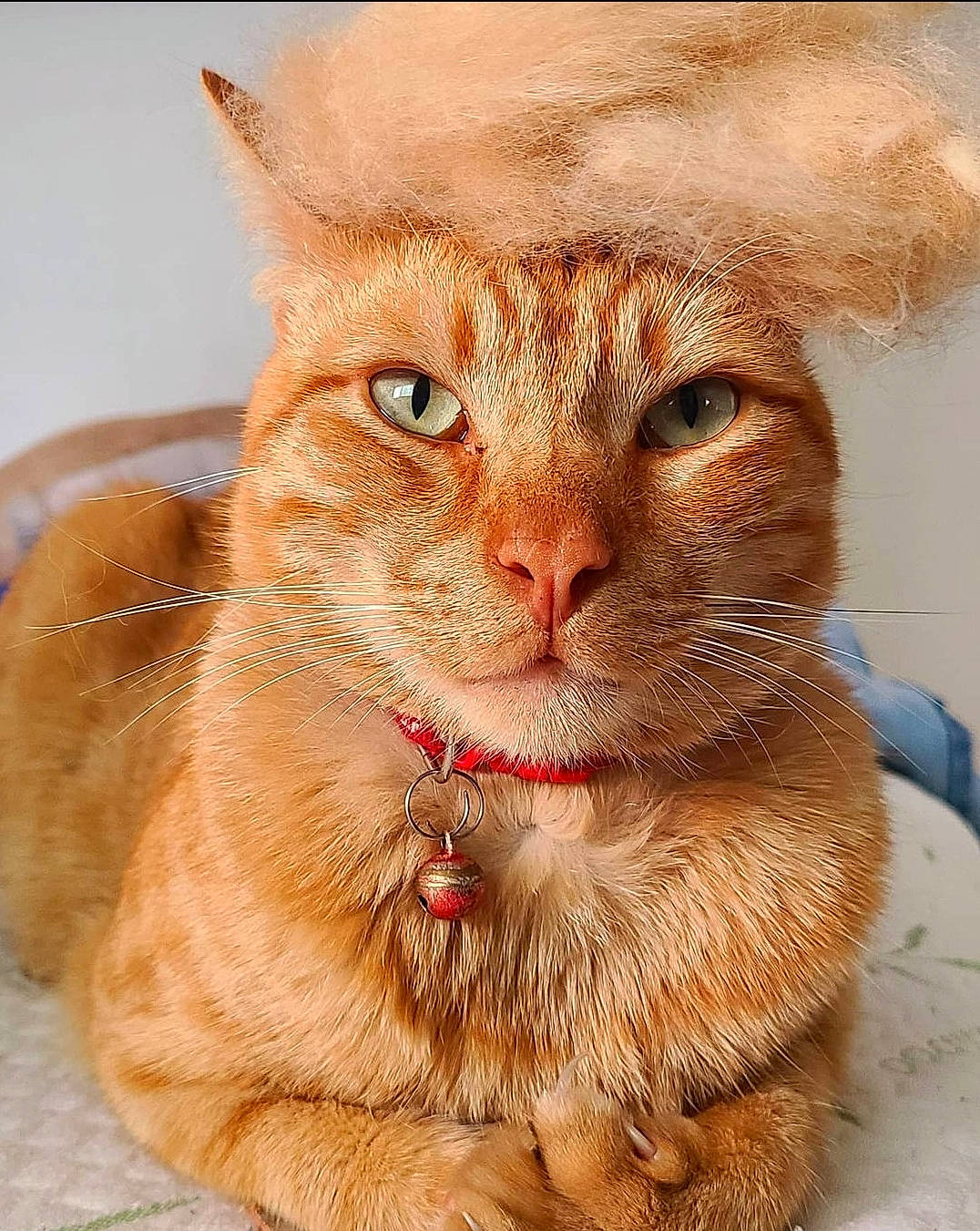 Forky joined the competition — help win amazing prizes! carnivore, cat, cat_supply, claw, domestic_short_haired_cat, eye, fawn, felidae, fur, paw, peach, pet_supply, photo_caption, small_to_medium_sized_cats, snout, terrestrial_animal, whiskers, window