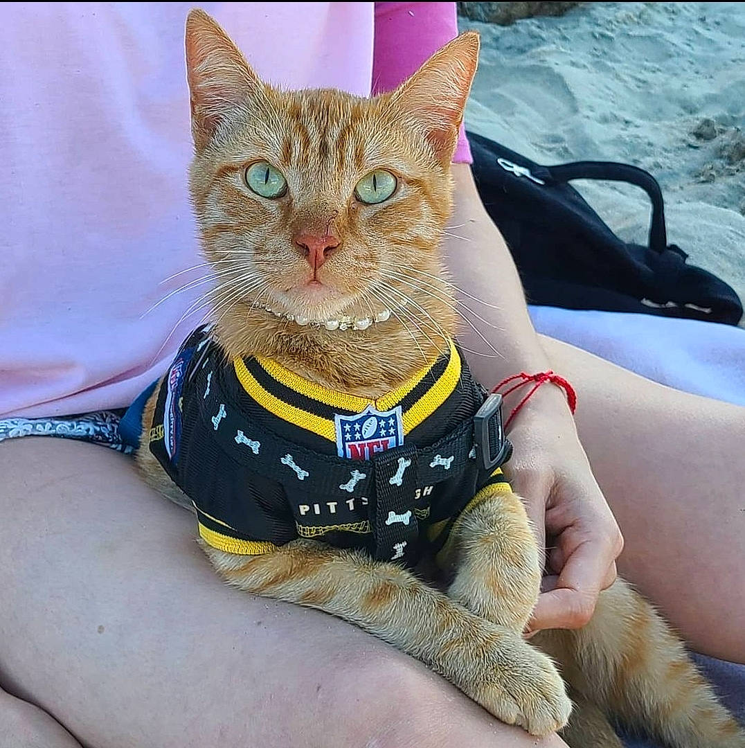 Forky joined the competition — help win amazing prizes! carnivore, cat, domestic_short_haired_cat, eye, fashion_accessory, fawn, felidae, foot, glasses, grass, human_body, human_leg, leg, paw, small_to_medium_sized_cats, snout, tail, thigh, whiskers, wrist