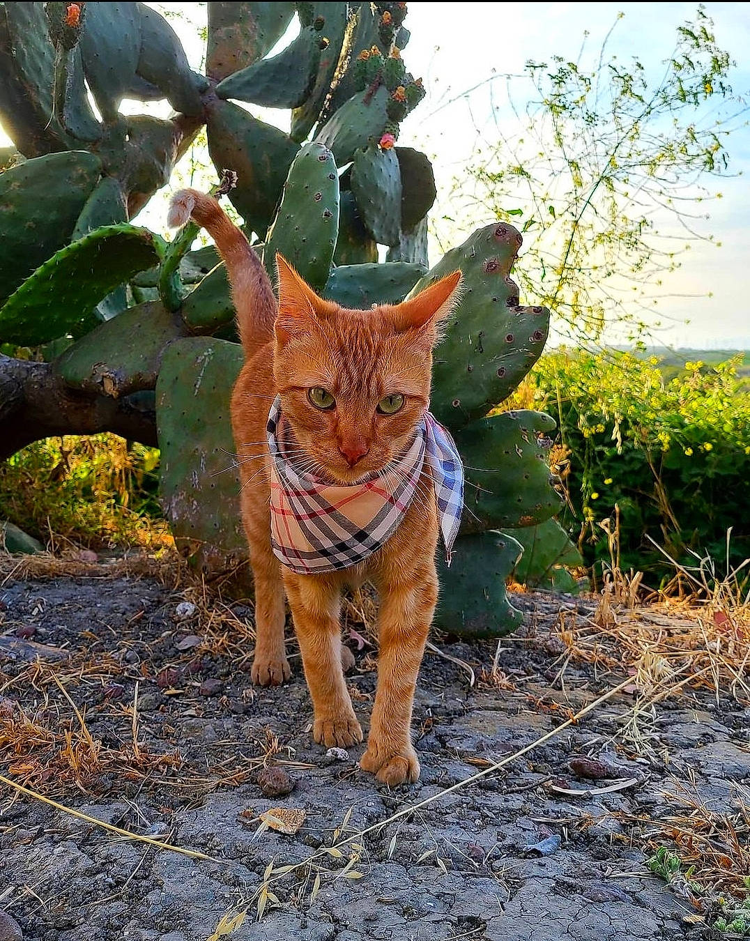 Forky is registered to the contest to win money with this photo: carnivore, cat, fawn, felidae, flowerpot, fur, grass, landscape, plant, sky, small_to_medium_sized_cats, soil, tail, terrestrial_animal, terrestrial_plant, tree, trunk, whiskers, wood, woody_plant