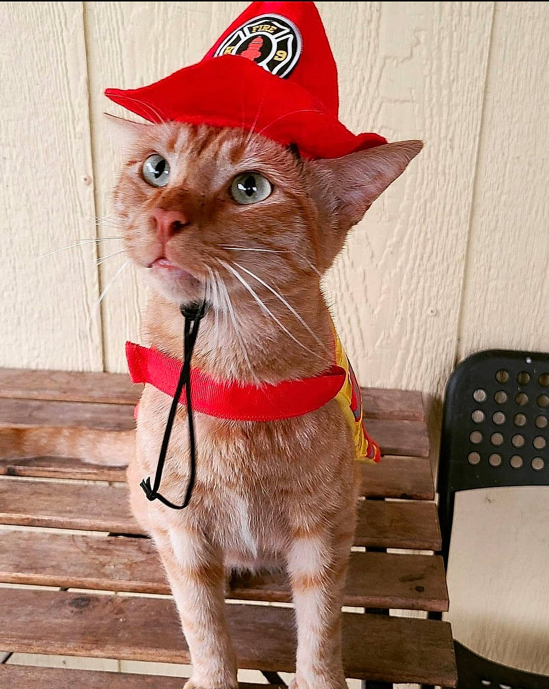 Forky joined the competition — help win amazing prizes! cap, carnivore, cat, chair, collar, costume_hat, cowboy_hat, domestic_short_haired_cat, fashion_accessory, fawn, felidae, fur, hat, holiday, party_supply, small_to_medium_sized_cats, snout, tail, whiskers, wood