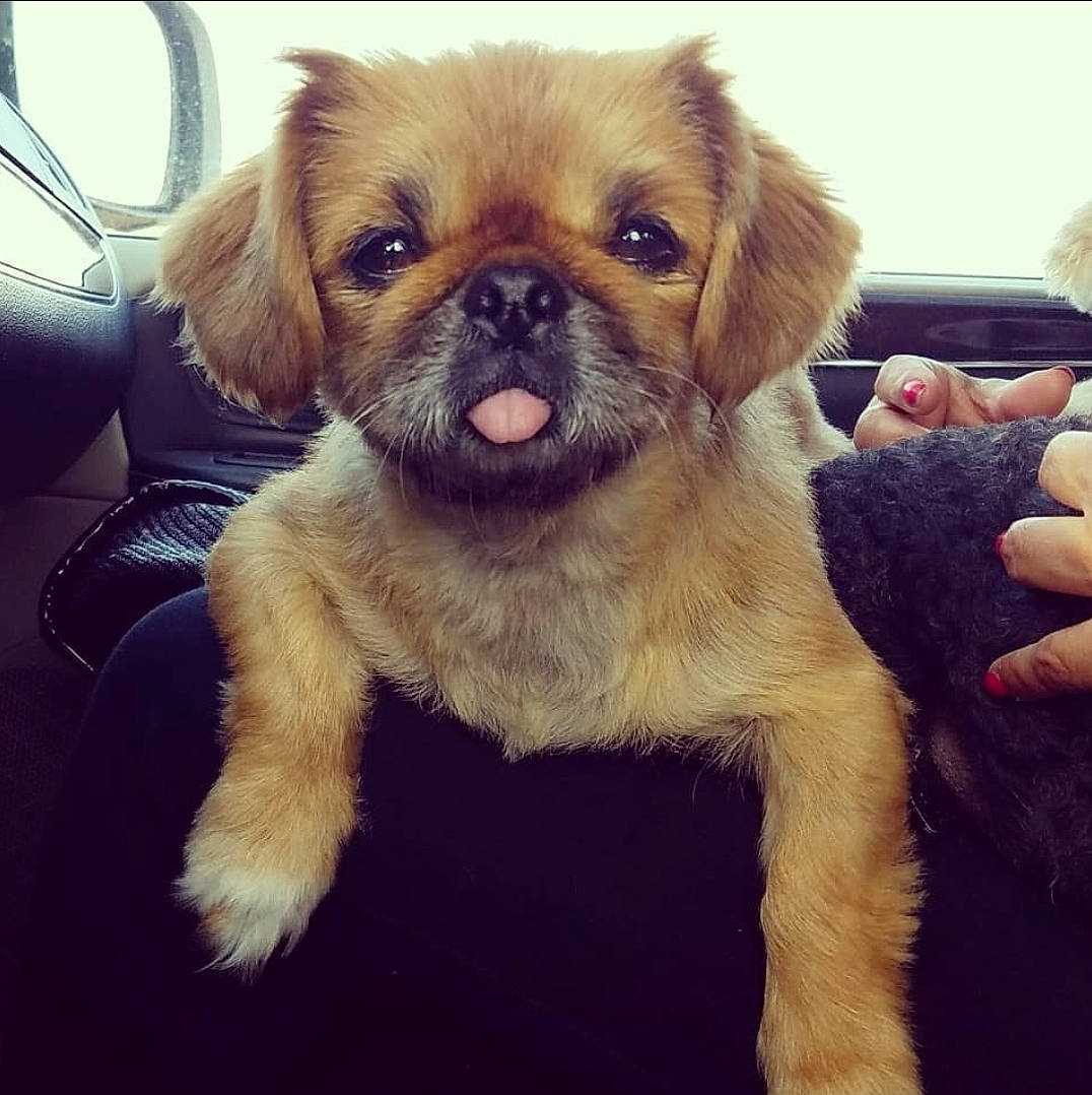 Chata joined the competition — help win amazing prizes! canidae, carnivore, companion_dog, dog, dog_breed, dog_collar, fawn, fur, happy, liver, non_sporting_group, puppy, puppy_love, snout, sporting_group, terrestrial_animal, toy_dog, whiskers, working_animal