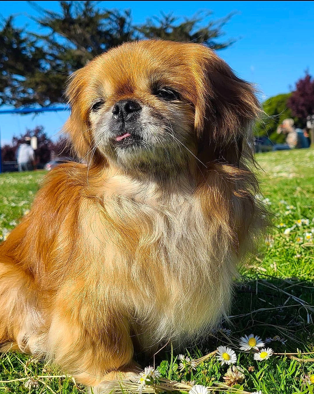 Chata is registered to the contest to win money with this photo: canidae, carnivore, companion_dog, dog, dog_breed, eye, fawn, flower, fur, grass, hair, liver, plant, sky, snout, sporting_group, terrestrial_animal, toy_dog, tree, wildlife