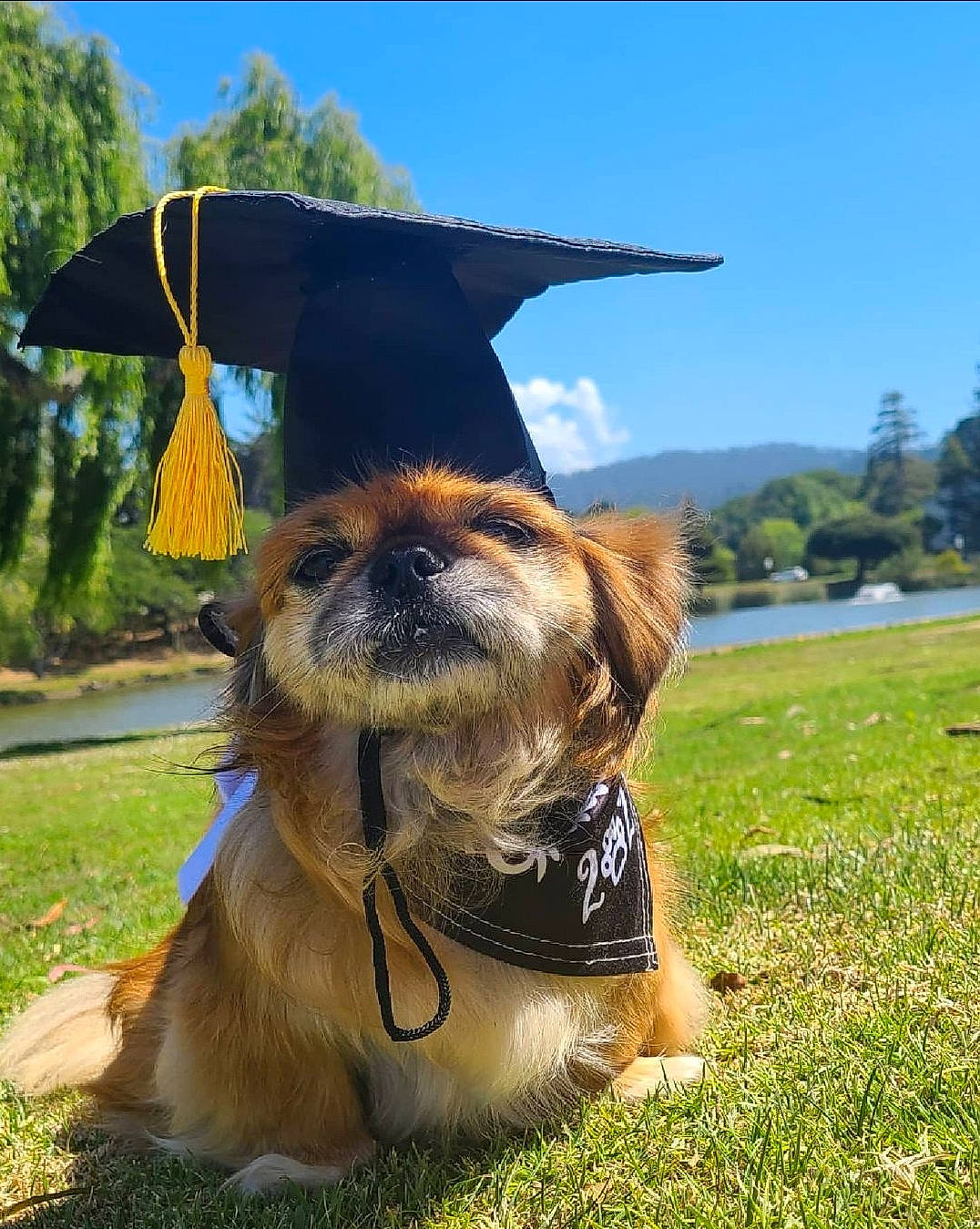 Chata joined the competition — help win amazing prizes! canidae, carnivore, collar, companion_dog, dog, dog_breed, dog_collar, fawn, grass, hat, leash, liver, pet_supply, plant, sky, snout, sporting_group, tree, water, working_animal