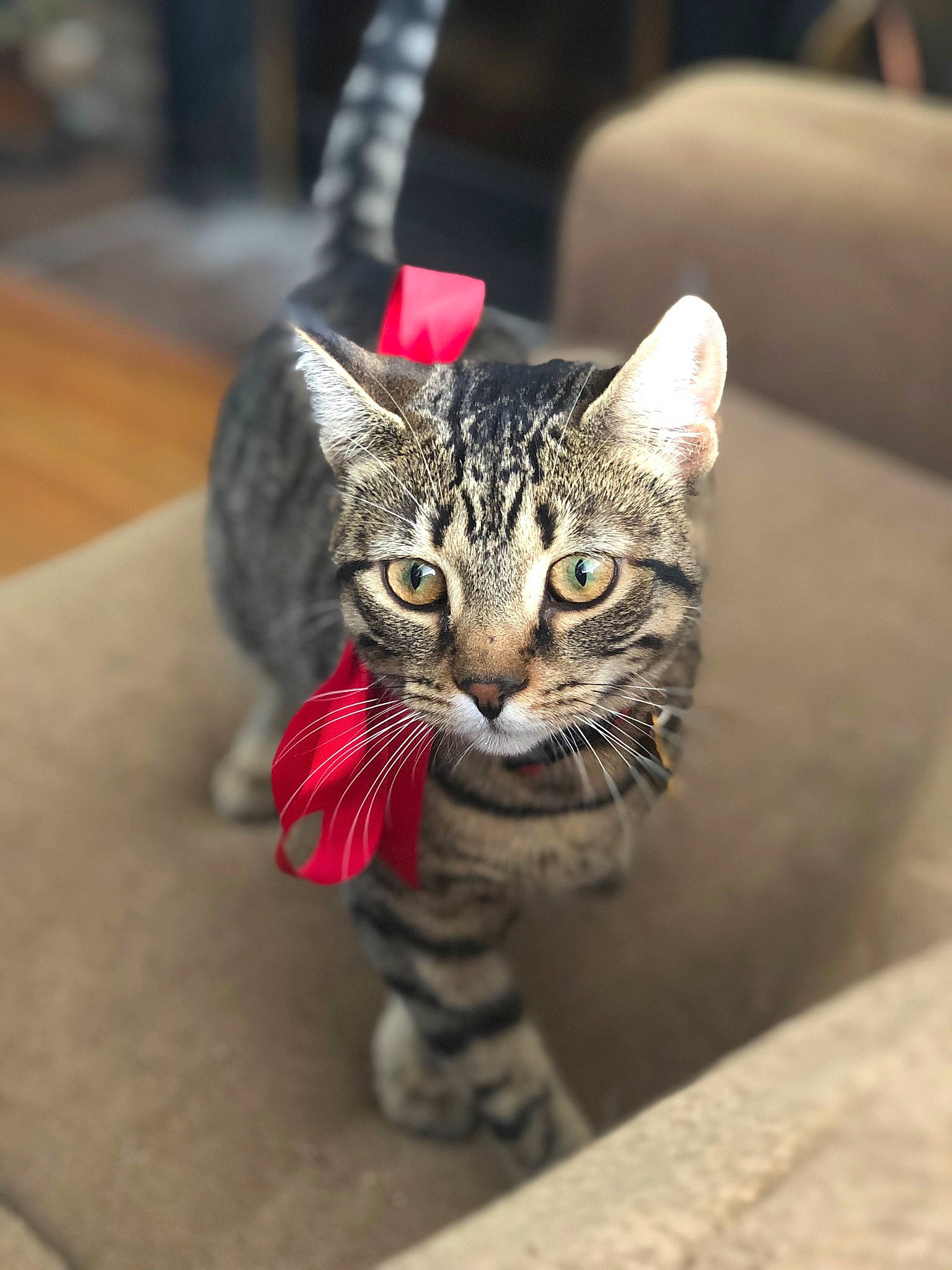 Buttercup joined the competition — help win amazing prizes! carnivore, cat, claw, domestic_short_haired_cat, felidae, fur, grey, small_to_medium_sized_cats, snout, terrestrial_animal, tree, whiskers, wildlife, wood