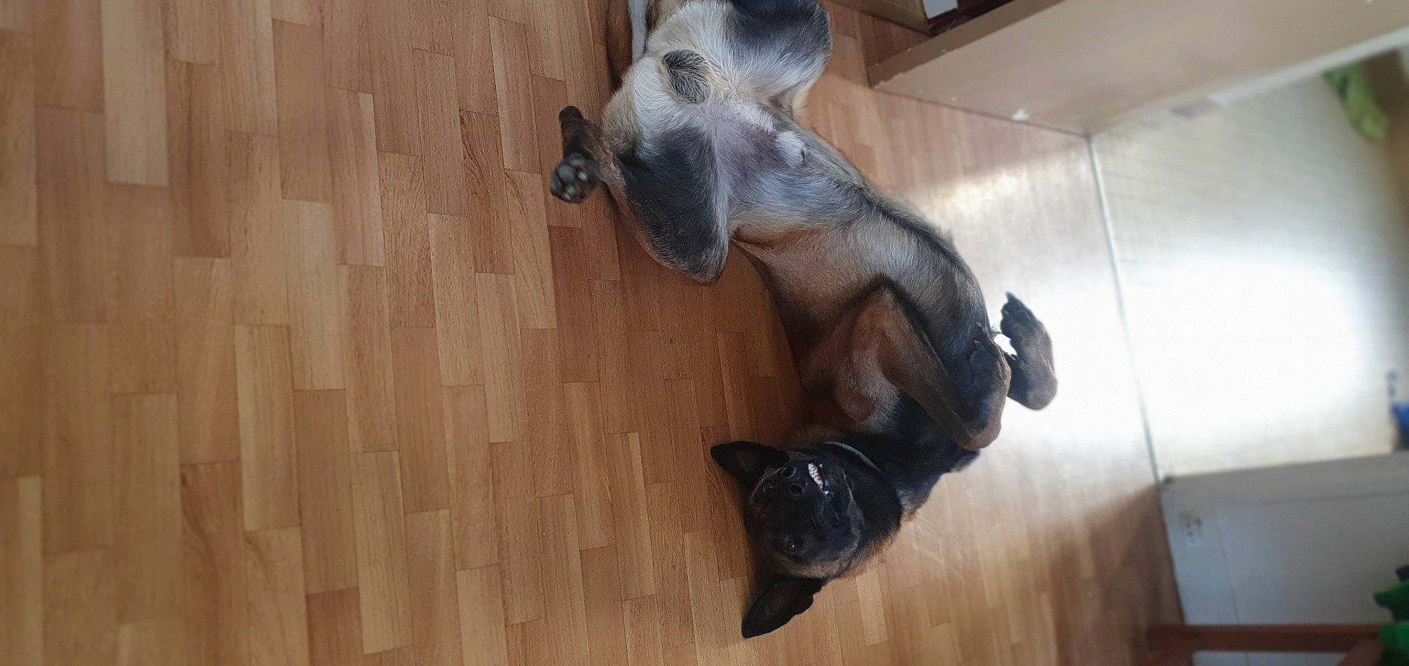 Thanos a rejoint le concours — aidez-le/la à gagner de superbes lots ! canidae, carnivore, companion_dog, dog_breed, fawn, felidae, floor, flooring, fur, hardwood, laminate_flooring, paw, plank, snout, sporting_group, tail, wood, wood_flooring, wood_stain, working_animal