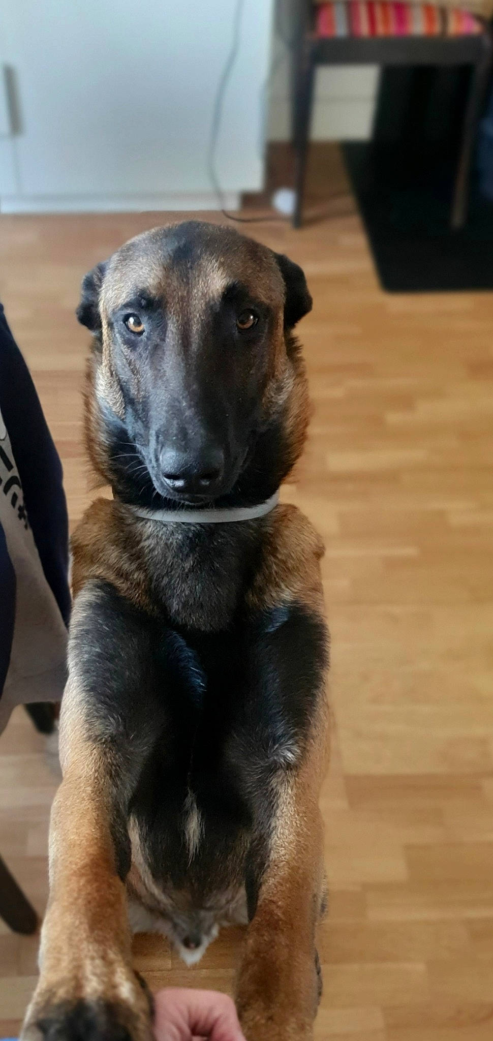 Thanos a rejoint le concours — aidez-le/la à gagner de superbes lots ! balance, canidae, carnivore, companion_dog, dog, dog_breed, eye, fawn, flooring, fur, hardwood, pet_supply, snout, sporting_group, terrestrial_animal, varnish, whiskers, wood, working_animal, working_dog