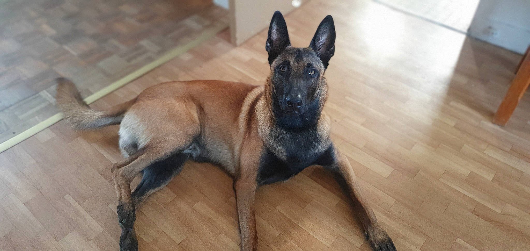 Thanos participe au concours pour gagner de l'argent avec cette photo : canidae, carnivore, companion_dog, dog, dog_breed, dog_supply, fawn, flooring, fur, hardwood, non_sporting_group, snout, sporting_group, tail, terrestrial_animal, varnish, wood, wood_flooring, working_animal, working_dog