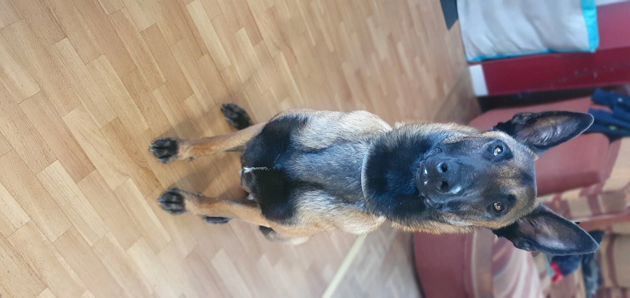 Thanos participe au concours pour gagner de l'argent avec cette photo : borador, carnivore, companion_dog, dog, dog_breed, ear, fawn, flooring, fur, hardwood, paw, plank, snout, sporting_group, varnish, whiskers, wood, wood_flooring, wood_stain, working_animal