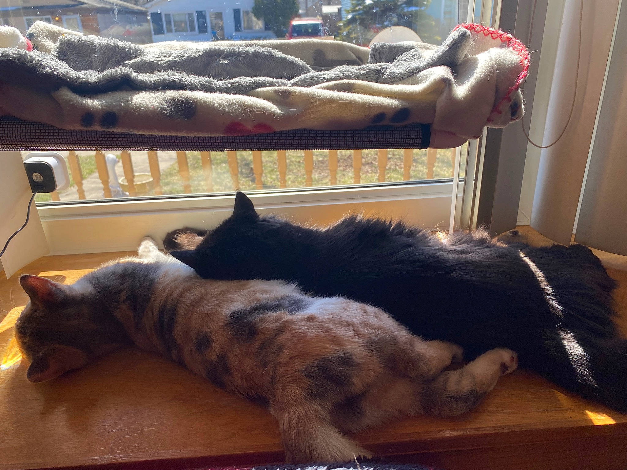 Baby Kitty joined the competition — help win amazing prizes! carnivore, cat, cloud, comfort, companion_dog, dog_breed, domestic_short_haired_cat, felidae, fur, human_leg, lap, mammal, room, small_to_medium_sized_cats, snout, sporting_group, tail, tints_and_shades, whiskers, wood