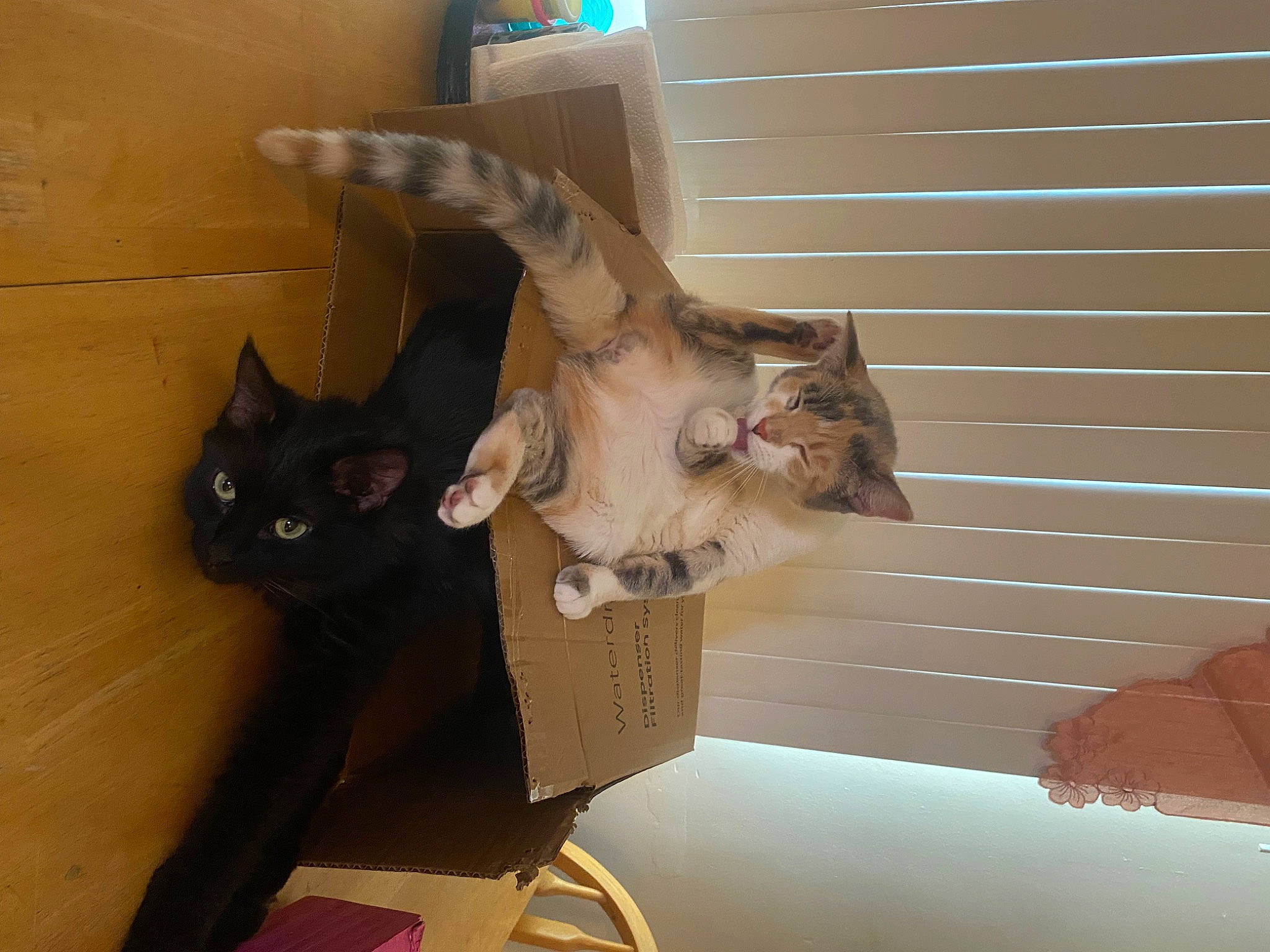 Baby Kitty joined the competition — help win amazing prizes! carnivore, cat, domestic_short_haired_cat, fawn, felidae, flooring, fur, hardwood, room, small_to_medium_sized_cats, tail, whiskers, wood