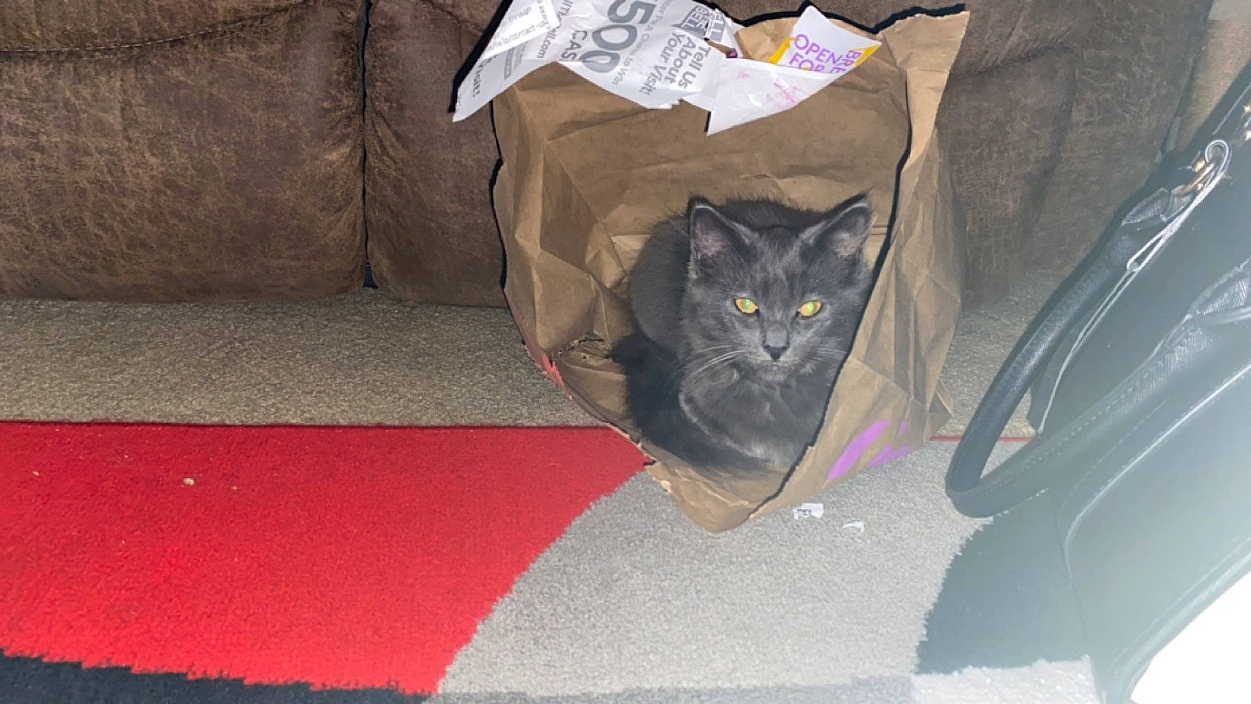 Lola And Taz is registered to the contest to win money with this photo: auto_part, automotive_exterior, automotive_tire, bag, black_cat, carnivore, carpet, cat, comfort, domestic_short_haired_cat, felidae, flooring, fur, grey, rim, road_surface, small_to_medium_sized_cats, tail, vehicle_door, whiskers
