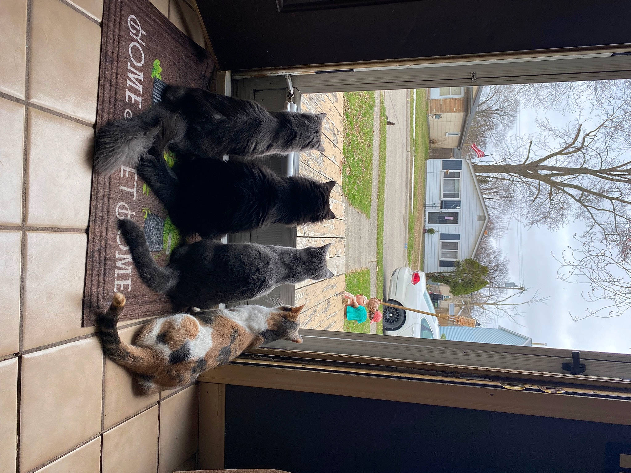 Lola And Taz joined the competition — help win amazing prizes! building, door, felidae, fur, glass, glove, house, plant, room, sash_window, tail, tints_and_shades, tree, twig, window