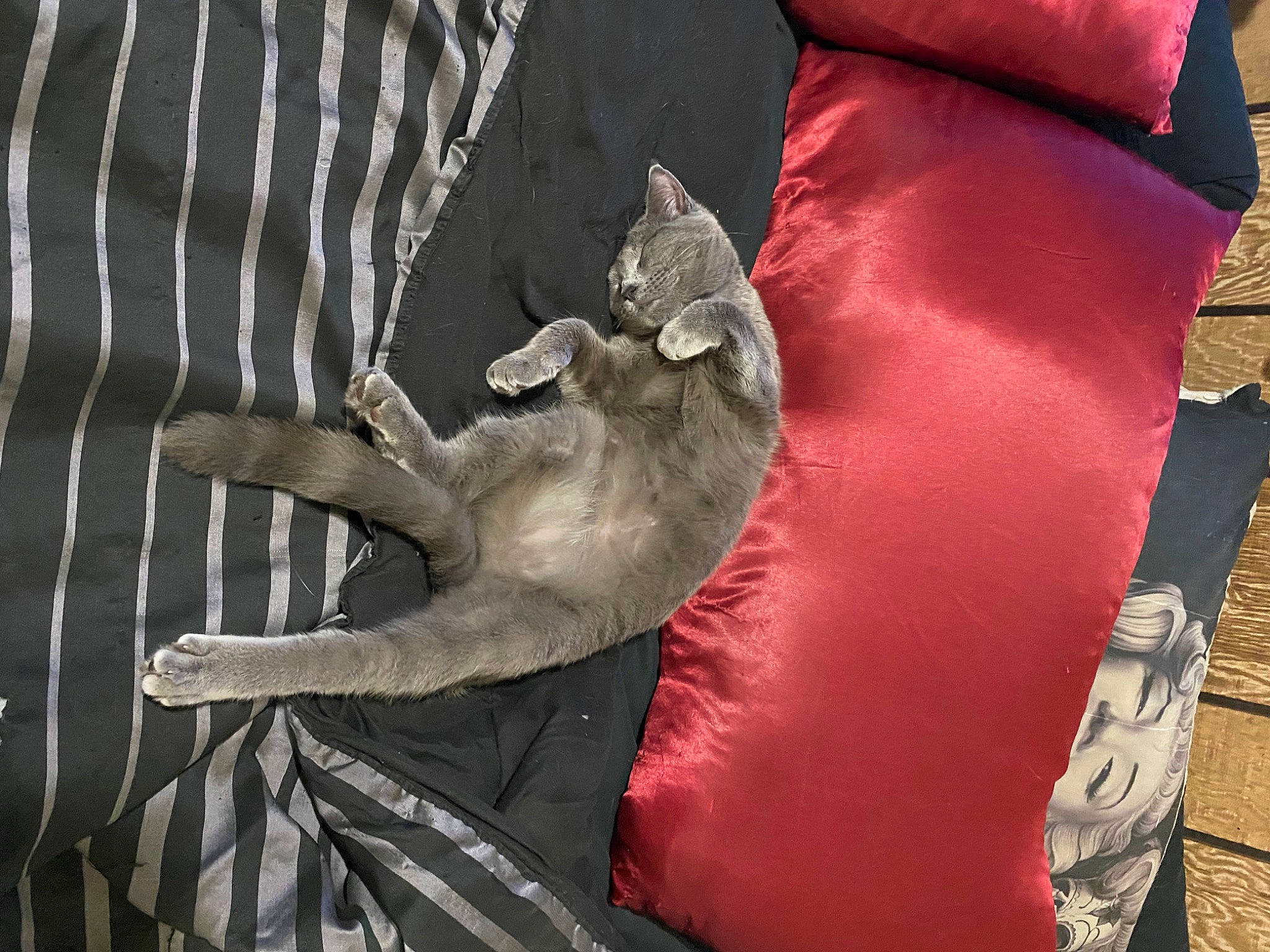 Lola And Taz is registered to the contest to win money with this photo: art, carmine, carnivore, cat, comfort, domestic_short_haired_cat, felidae, fur, grey, human_leg, linens, sleeve, small_to_medium_sized_cats, tail, textile, tree, trunk, vertebrate, whiskers, wood