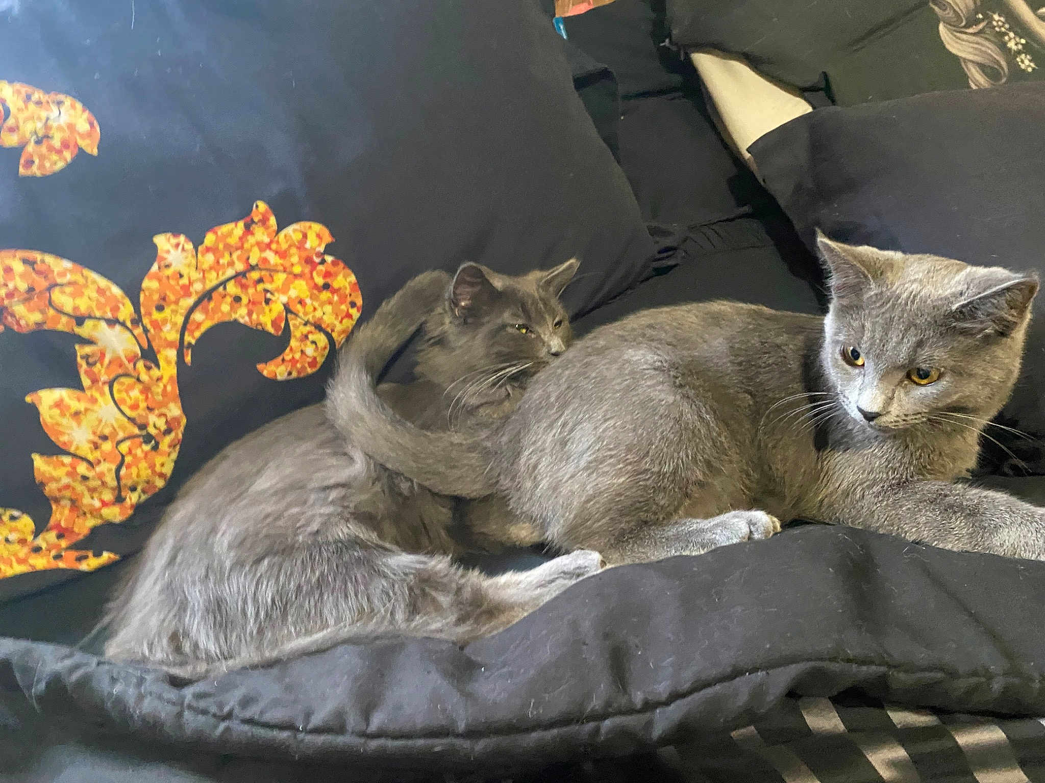 Lola And Taz