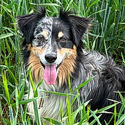 Ottawa a rejoint le concours — aidez-le/la à gagner de superbes lots ! dog, australian_shepherd, grass, outdoor, tongue_out, happy, pet, animal, fur, nature, greenery, canine, portrait, ears, tongue, eyes, snout, sitting, summer, closeup
