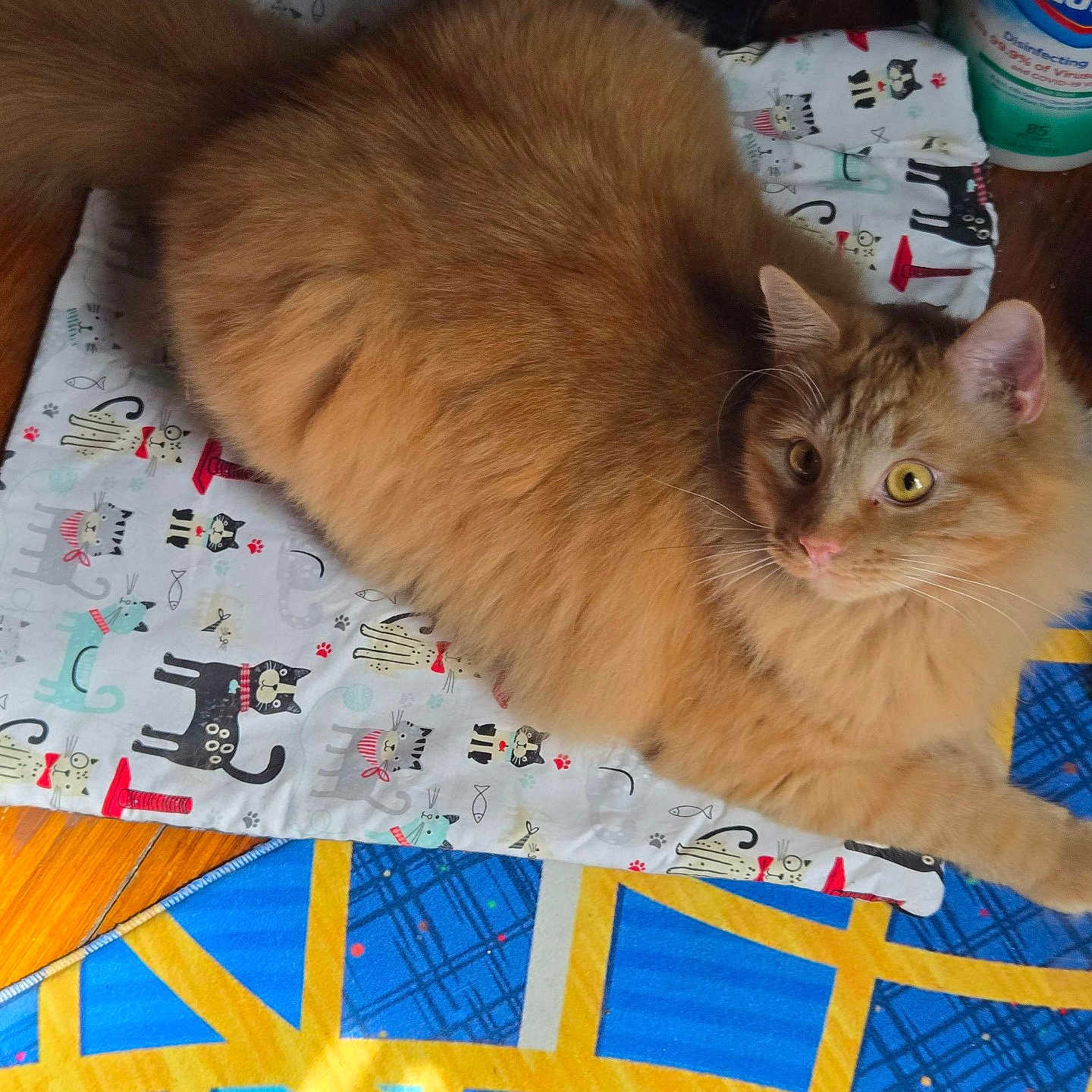 Gale is registered to the contest to win money with this photo: angora, animal, bed, blanket, can, cat, cushion, face, furniture, head, homedecor, indoors, kitten, manx, person, pet, photography, portrait, quilt, tin