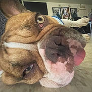 Chato is registered to the contest to win money with this photo: dog, close_up, tongue_out, indoor, floor, pet, brown, white, face, relaxed, funny, portrait, canine, animal, snout, ears, whiskers, home, furniture, decor