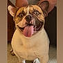 Chato is registered to the contest to win money with this photo: dog, french_bulldog, pet, tongue_out, wide_eyes, indoor, floor, animal, cute, sitting, canine, companion, domestic_animal, friendly, closeup, expression, mammal, adorable, face, playful