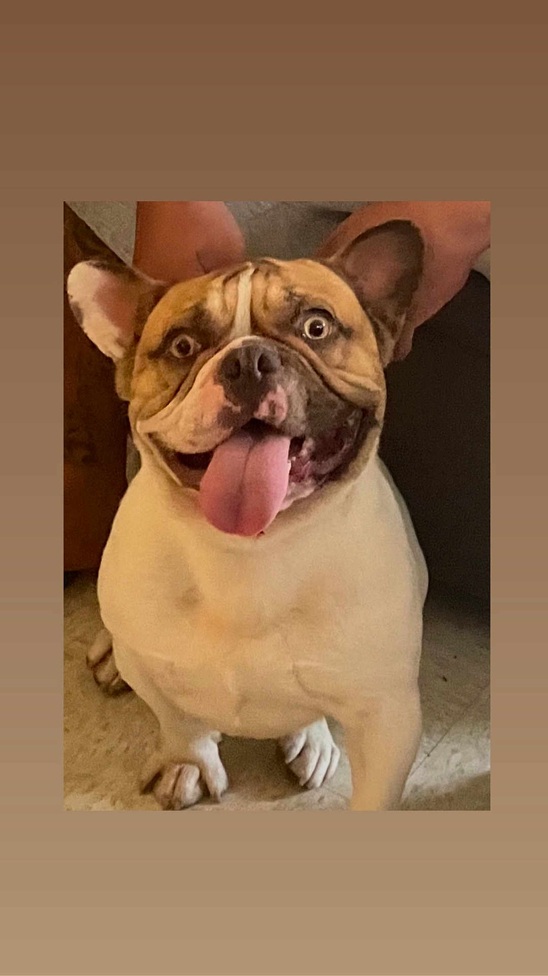 Chato is registered to the contest to win money with this photo: dog, french_bulldog, pet, tongue_out, wide_eyes, indoor, floor, animal, cute, sitting, canine, companion, domestic_animal, friendly, closeup, expression, mammal, adorable, face, playful