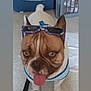 Chato joined the competition — help win amazing prizes! bulldog, dog, sunglasses, tongue_out, pet_bed, floor, indoor, leash, harness, cage, cat, animal, cute, pet, playful, companion, funny, portrait, mammal, domestic