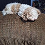 couch, cozy, curly_fur, curtain, dog, furniture, head, houseplant, indoor, living_room, nap, paw, pet, relaxed, side_view, sleeping, small_dog, textured, upholstery, white_brown