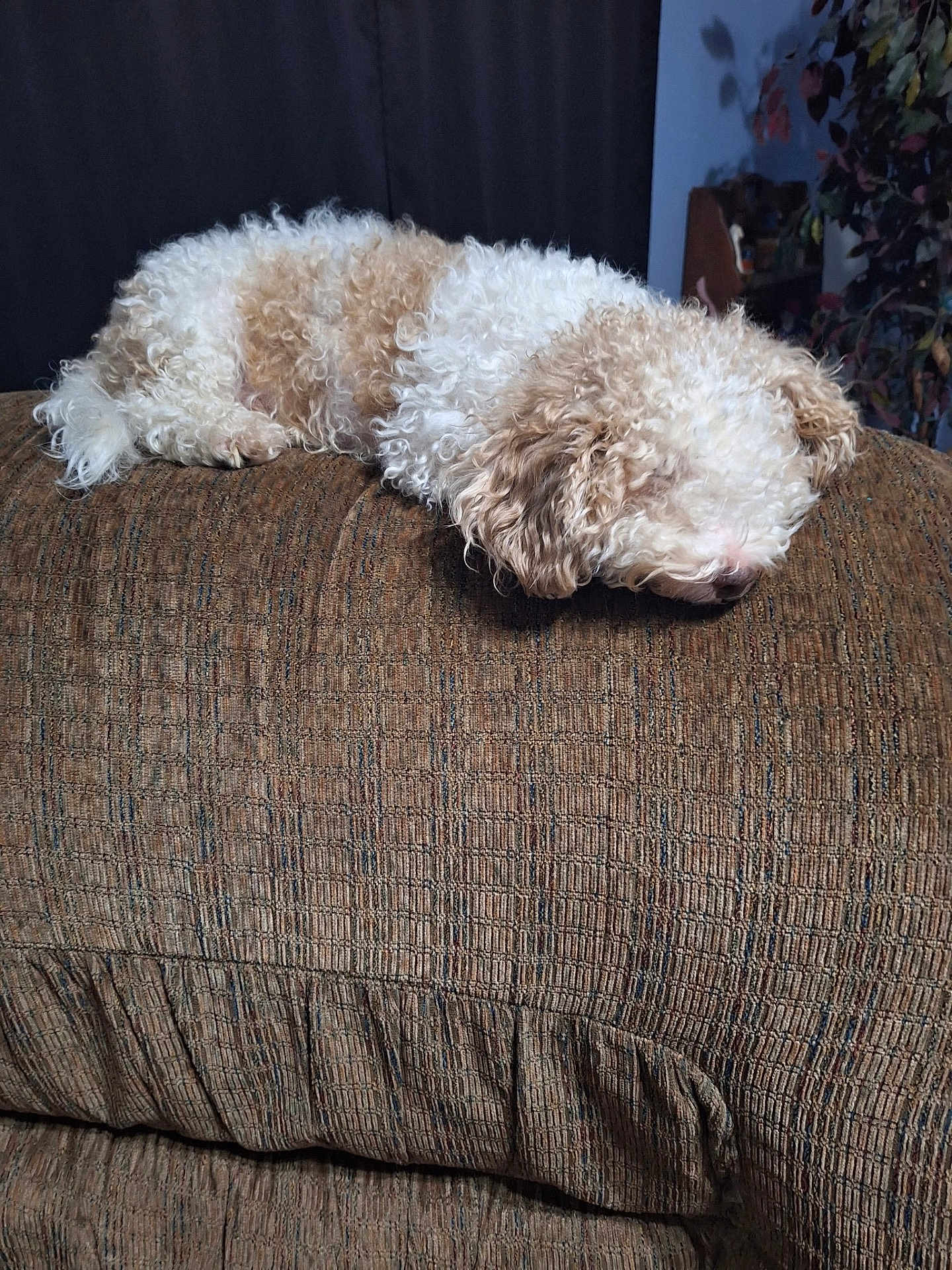 Rusty is registered to the contest to win money with this photo: couch, cozy, curly_fur, curtain, dog, furniture, head, houseplant, indoor, living_room, nap, paw, pet, relaxed, side_view, sleeping, small_dog, textured, upholstery, white_brown