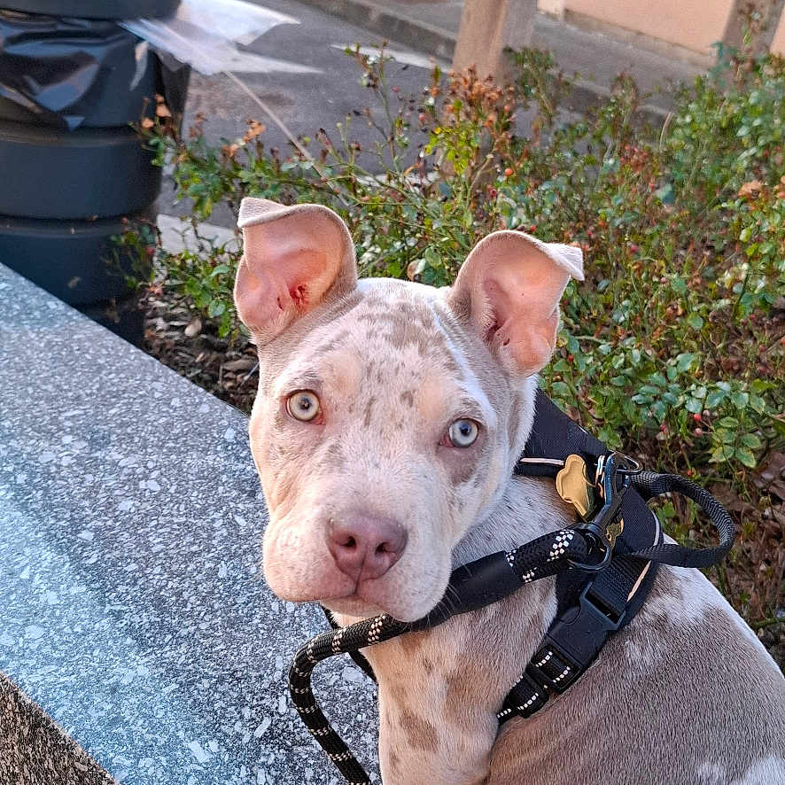 Vulcain a rejoint le concours — aidez-le/la à gagner de superbes lots ! accessories, animal, architecture, building, bulldog, canine, city, dog, path, pet, pitbull, plant, pottedplant, puppy, road, slate, strap, street, urban, walkway