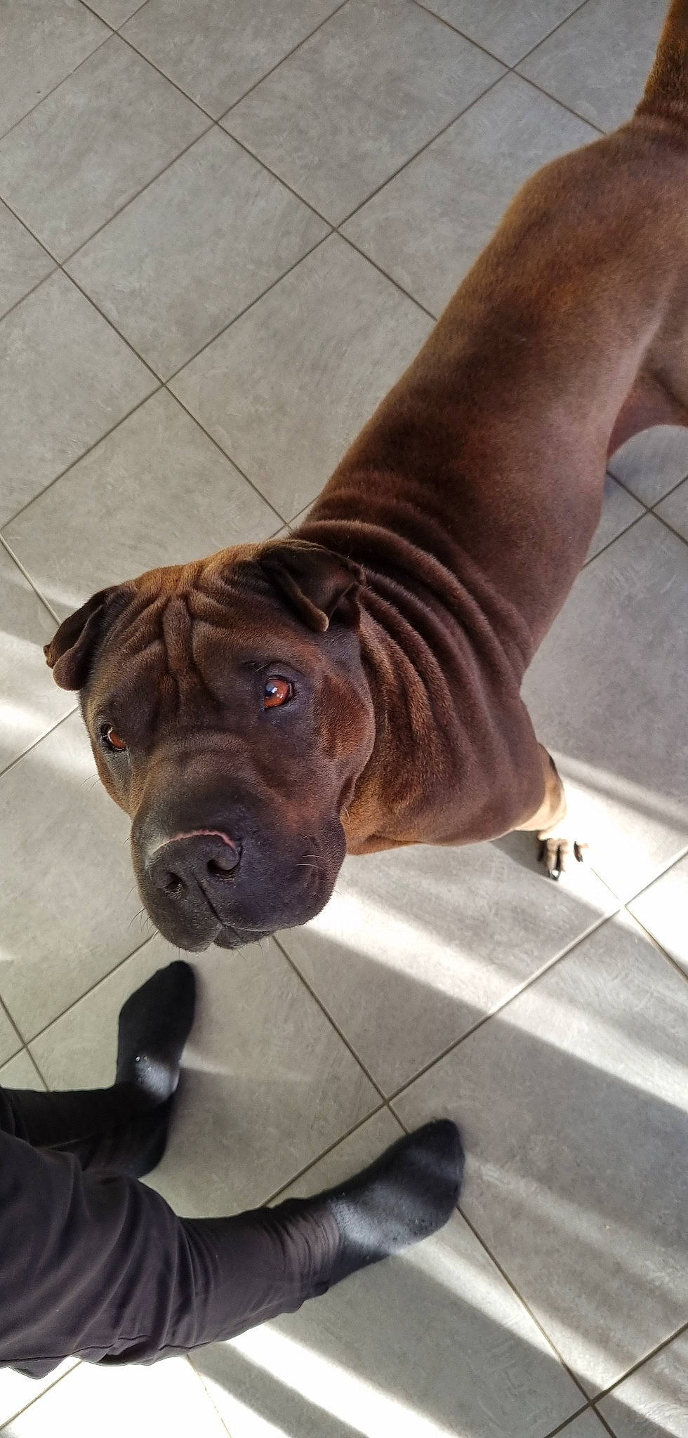 Moly a rejoint le concours — aidez-le/la à gagner de superbes lots ! canidae, carnivore, collar, companion_dog, dog, dog_breed, dog_collar, fawn, floor, flooring, fur, leash, liver, pet_supply, snout, sporting_group, terrestrial_animal, whiskers, working_animal, wrinkle