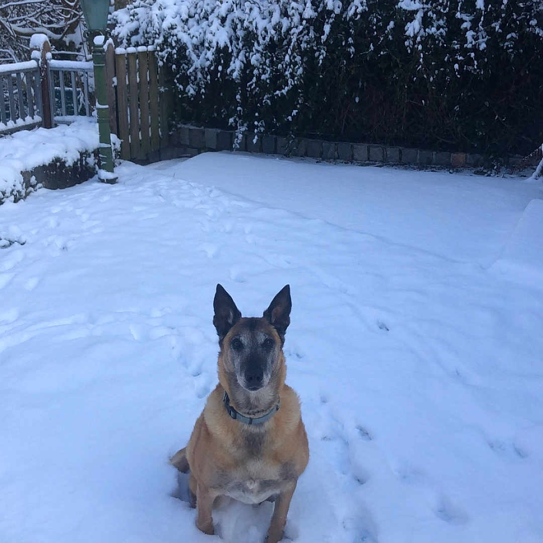 Galys a rejoint le concours — aidez-le/la à gagner de superbes lots ! animal, bulldog, canine, dog, fence, germanshepherd, husky, ice, land, nature, outdoors, pet, plant, puppy, snow, tree, vegetation, winter, woodland, yard