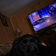 Onyx joined the competition — help win amazing prizes! dog, black_dog, indoor, living_room, television, tv_show, pillow, couch, wood_paneling, lamp, framed_picture, relaxed, resting, dark, low_light, home, furniture, screen, animal, pet