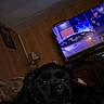 dog, black_dog, indoor, living_room, television, tv_show, pillow, couch, wood_paneling, lamp, framed_picture, relaxed, resting, dark, low_light, home, furniture, screen, animal, pet