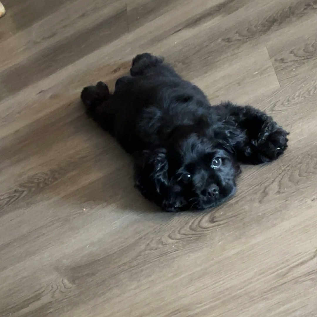 Onyx joined the competition — help win amazing prizes! puppy, dog, black_dog, floor, wooden_floor, pet, animal, indoor, cute, lying_down, looking_up, small_dog, fluffy, domestic_animal, canine, young_dog, household, playful, adorable, relaxed