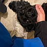 dog, black_dog, pet, floor, hand, person, shoe, sneaker, blue_pants, curious, indoor, tile_floor, playful, looking_up, fur, animal, companion, resting, cute, domestic_animal