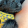 Onyx is registered to the contest to win money with this photo: dog, puppy, black_dog, sleeping, close_up, fur, harness, yellow_flower_pattern, pet, resting, cozy, cute, animal, snuggling, companion, indoor, relaxation, paw, nose, face