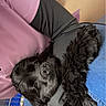 Onyx is registered to the contest to win money with this photo: dog, black_dog, pet, person, arm, clothing, jeans, cage, indoor, resting, cozy, fur, animal, canine, comfort, casual, relaxed, snuggle, human, closeup