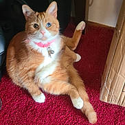 Amelia is registered to the contest to win money with this photo: bell, box, cable, cardboard_box, cat, corner, ears, fur, ginger_cat, indoor, orange_cat, paw, pink_collar, portrait, red_carpet, relaxed, sitting, speaker, whiskers, white_paws
