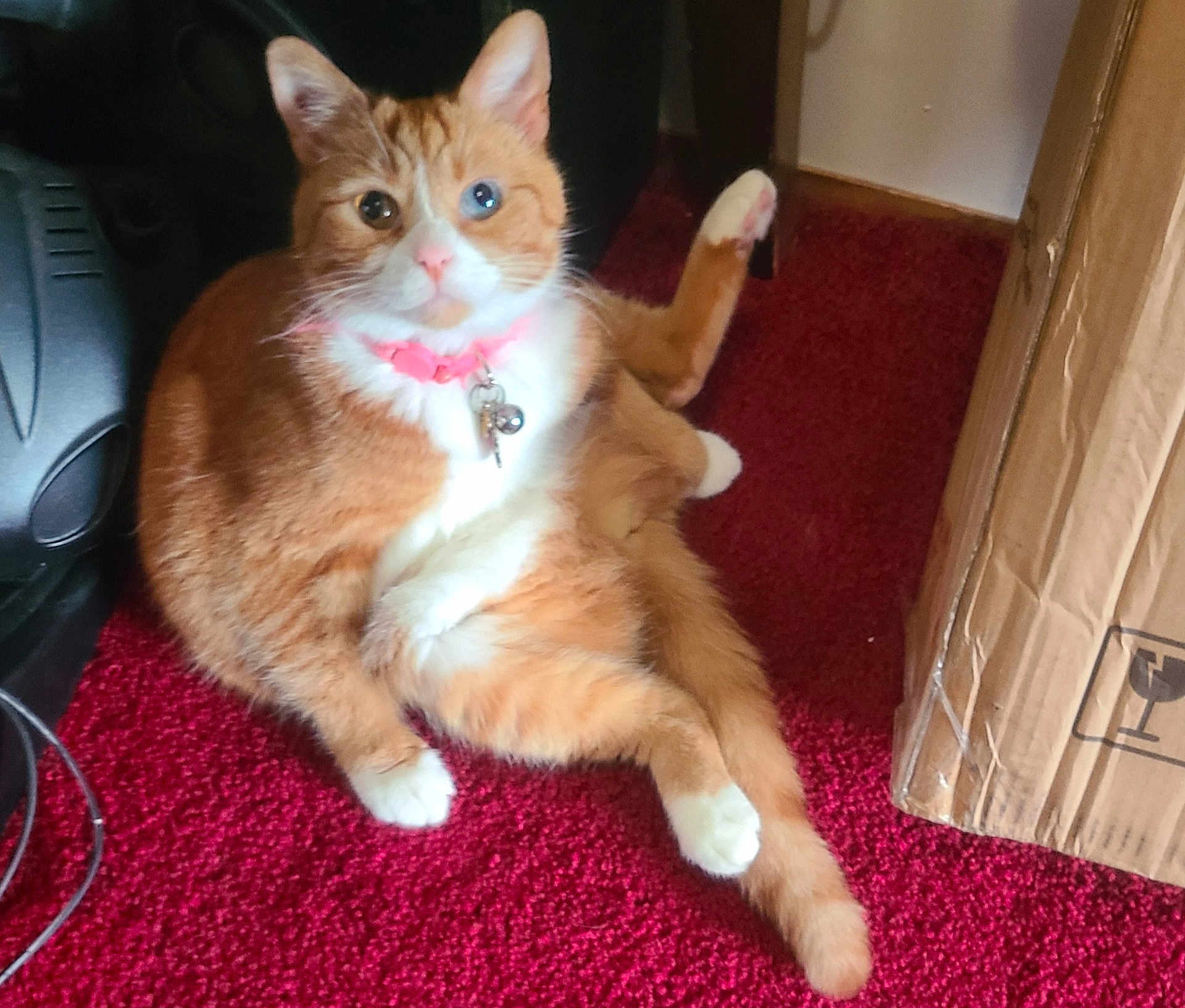 Amelia is registered to the contest to win money with this photo: bell, box, cable, cardboard_box, cat, corner, ears, fur, ginger_cat, indoor, orange_cat, paw, pink_collar, portrait, red_carpet, relaxed, sitting, speaker, whiskers, white_paws
