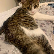 Choupipi participe au concours pour gagner de l'argent avec cette photo : animal, bed, bedroom, blanket, cat, close_up, cozy, cute, feline, fur, green_eyes, indoors, lying_down, patterned_blanket, pet, portrait, relaxed, striped_fur, tabby_cat, white_cat
