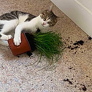 Choupipi a rejoint le concours — aidez-le/la à gagner de superbes lots ! cat, plant, pot, soil, floor, mischievous, indoor, curious, tabby, white_fur, green_plant, mess, looking, pet, animal, houseplant, playful, paw, corner, expression