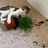 cat, plant, pot, soil, floor, mischievous, indoor, curious, tabby, white_fur, green_plant, mess, looking, pet, animal, houseplant, playful, paw, corner, expression
